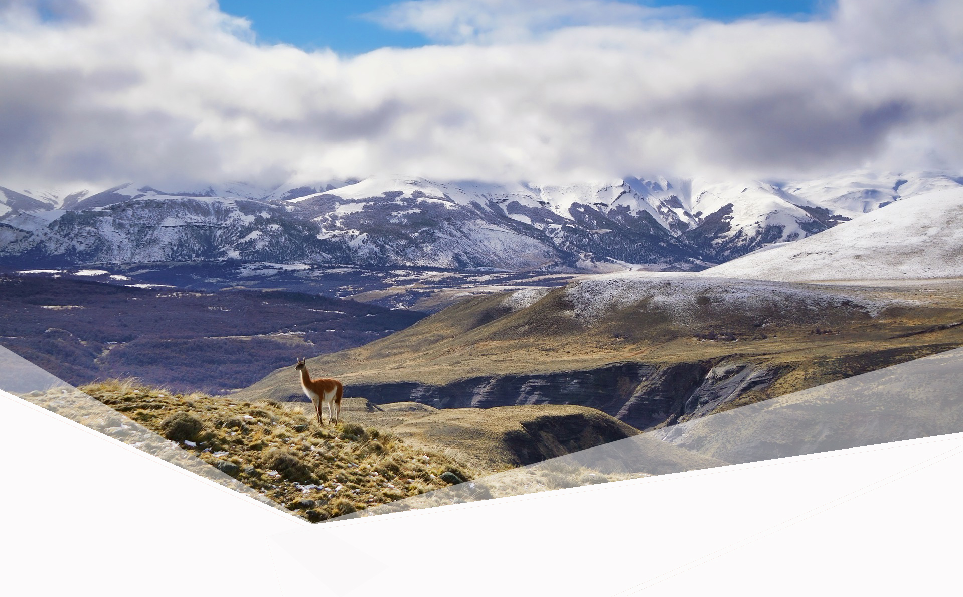 llama in mountains